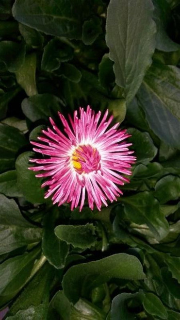 Bellis perennis Habanera Mix 10ct Quarts