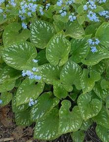 Brunnera m Langtrees 25 BR Plants