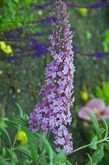 Buddleia Butterfly Heaven PP19935 COPF 20ct Ellepot