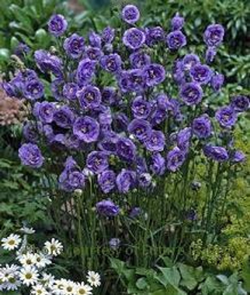 Campanula persicifolia La Belle 30ct Flat