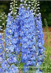 Delphinium elatum Sunny Skies 30ct Flats