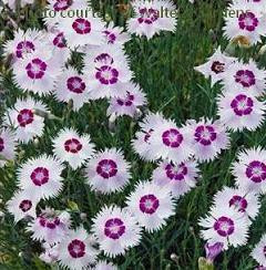 Dianthus Diamond Flash PPAF 30ct Flat
