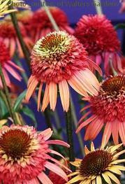Echinacea Irresistible PP20756 30ct Flat