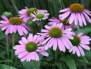 Echinacea p Little Annie PPAF 30ct Flat