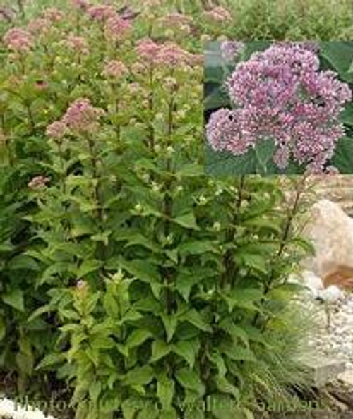 Eupatorium dubium Little Joe PP16122 25 BR Plants