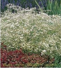 Gypsophila Compacta Plena 25 BR Plants