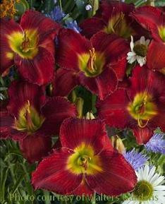 Hemerocallis BILL FALL 25 BR Plants