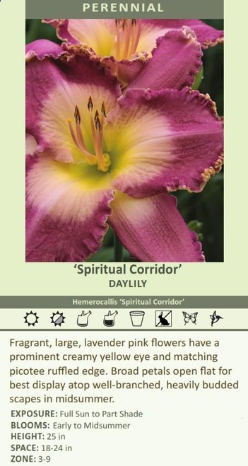 Hemerocallis SPIRITUAL CORRIDOR 25 BR Plants