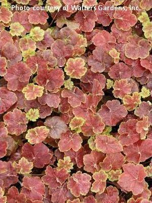 Heuchera Miracle PP20274 20ct Flat