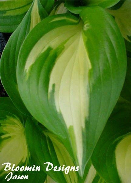 Hosta AMERICAN SWEETHEART 20ct Flat
