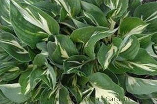 Hosta AMERICANA 20ct Flat