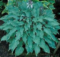 Hosta ARCTIC BLAST 20ct Flat