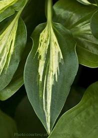 Hosta DIXIE CHICKADEE 20ct Flat