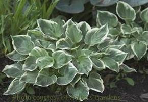 Hosta FAIR MAIDEN 20ct Flat