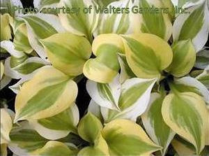 Hosta HEAVENLY TIARA 20ct Flat
