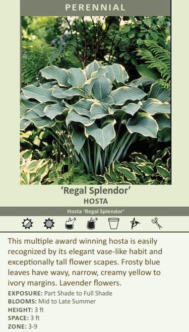 Hosta Regal Splendor 25 BR Plants