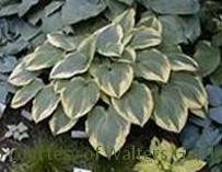 Hosta ROBERT FROST 20ct Flat