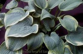 Hosta SECRET LOVE 20ct Flat