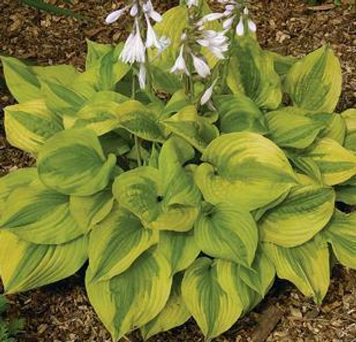 Hosta SUMMER BREEZE 20ct Flat