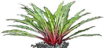 Hosta THE RAZORS EDGE 20ct Flat