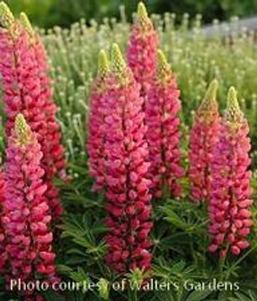 Lupinus Russell Hybrids My Castle 30ct Flat