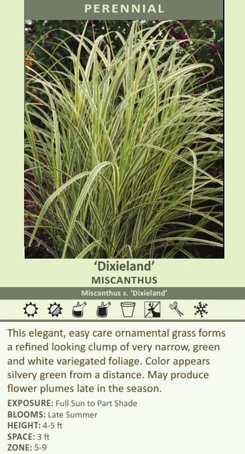 Miscanthus sinensis Dixieland 30ct Flat