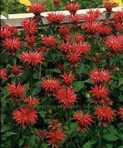 Monarda Gardenview Scarlet 20ct Flat