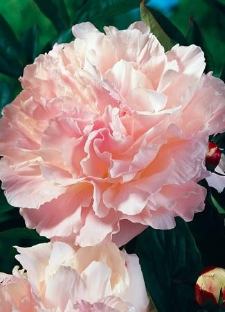 Paeonia Shirley Temple 10 Plants