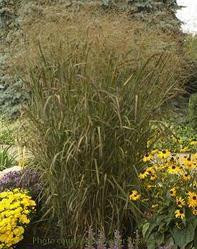 Panicum virgatum Badlands PPAF 20ct Flat