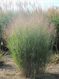 Panicum virgatum Dust Devil PPAF 20ct Flat