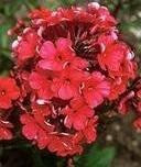 Phlox paniculata Starfire 25 BR Plants
