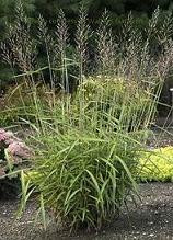 Spodiopogon sibiricus 30ct Flat