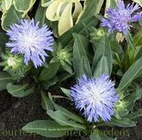 Stokesia laevis Elf PPAF 30ct Flat