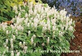 Tiarella Crow Feather PP12335 30ct Flat