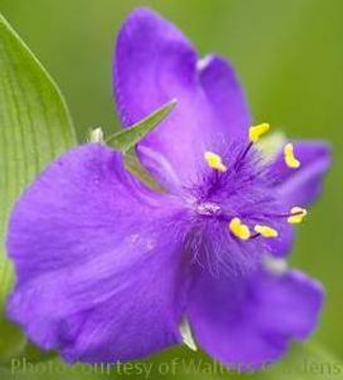 Tradescantia Zwanenburg Blue 25 BR Plants