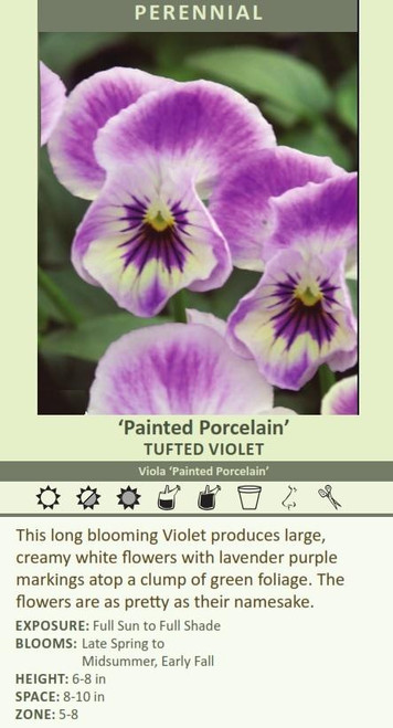 Viola Painted Porcelain 30CT Flat