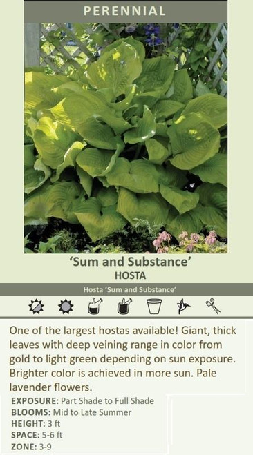 Hosta Sum and Substance