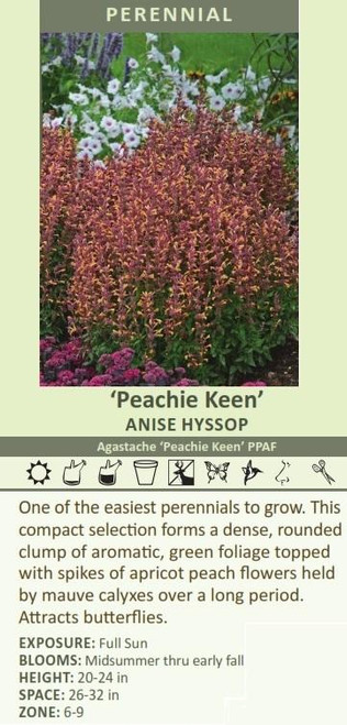 Agastache Peachie Keen PPAF 30ct Flat