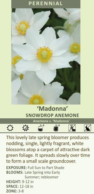 Anemone s Madonna 30ct Flat