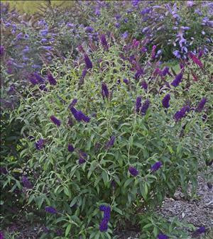 Buddleia Dark Dynasty PPAF30ct Flat