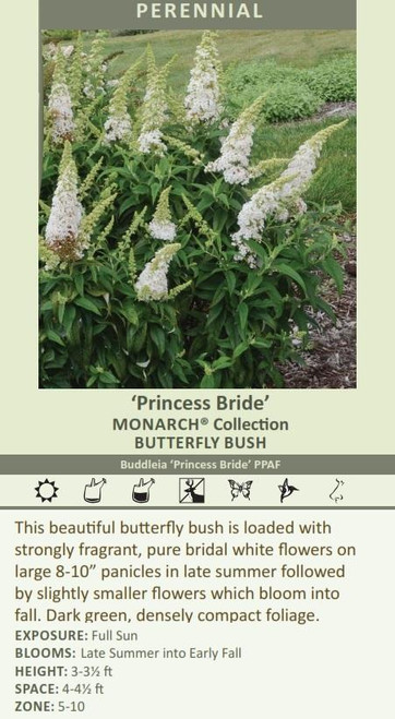 Buddleia Princess Bride PPAF20ct Flat