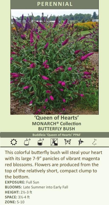 Buddleia Queen of Hearts PPAF30ct Flat