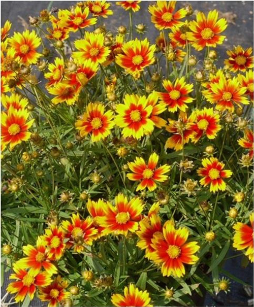 Coreopsis Daybreak PPAF 30ct Flat