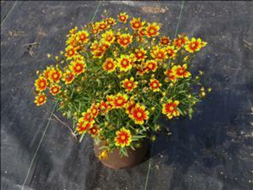 Coreopsis Daybreak PPAF 30ct Flat