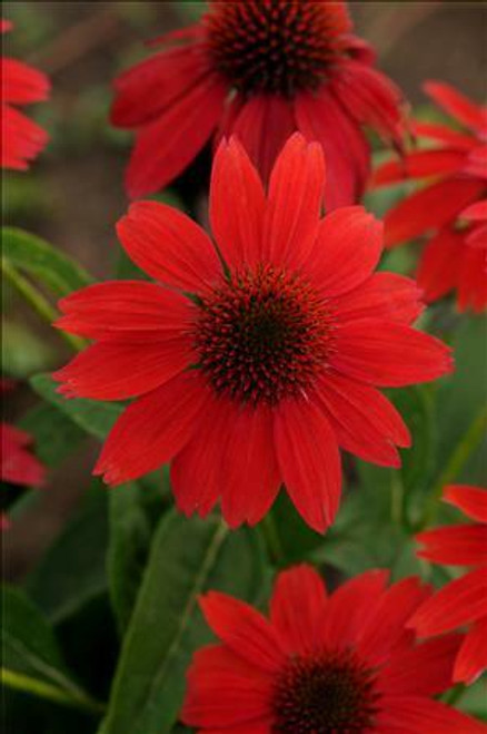 Echinacea SOMBRERO SALSA RED Balsomsed PP23113.00 30ct Flat Echinacea SOMBRERO SALSA RED Balsomsed PP23113.00 30ct Flat