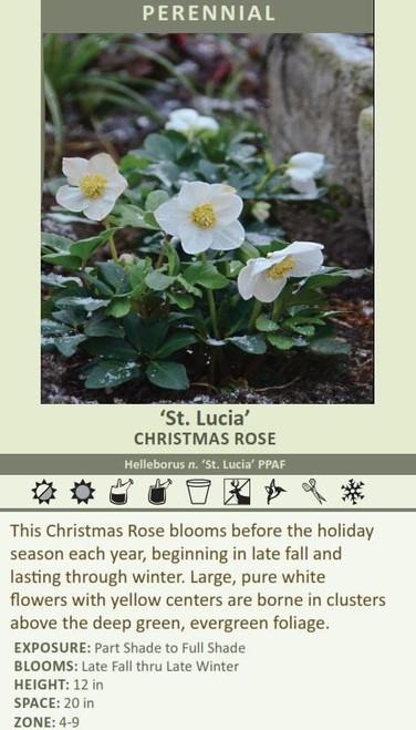 Helleborus n St Lucia PPAF 20ct Flat