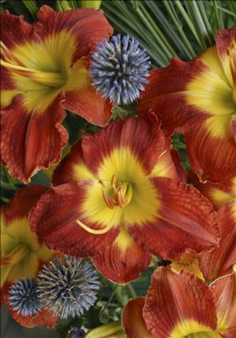 Hemerocallis PASSION FOR RED 25 BR Plants