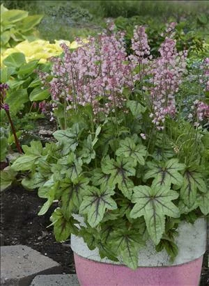 Heucherella Pink Fizz PPAF 20ct Flat