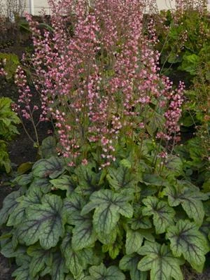 Heucherella Pink Fizz PPAF 20ct Flat