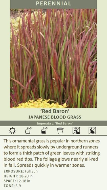 Imperata c Red Baron 30ct Flat